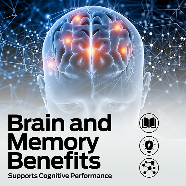 brain and memory